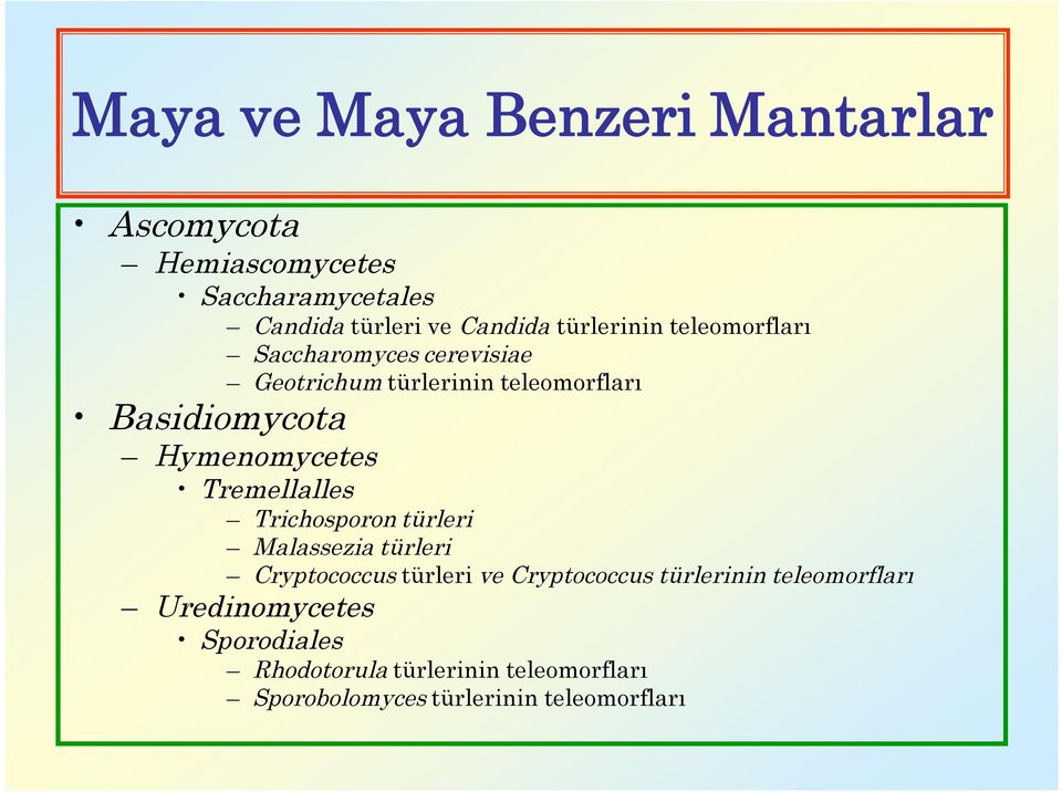 Hymenomycetes Tremellalles Trichosporon türleri Malassezia türleri Cryptococcus türleri ve Cryptococcus