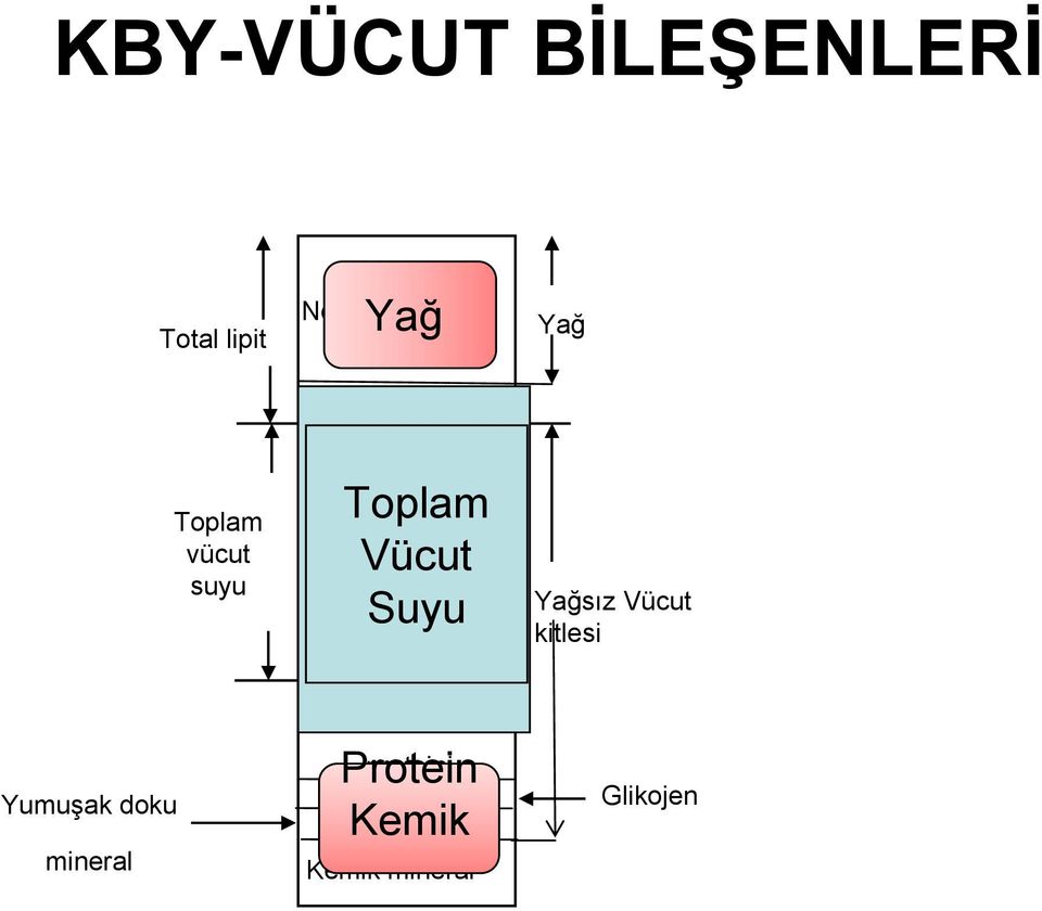 Ekstraselüler İntraselüler Yağsız Vücut kitlesi Yumuşak