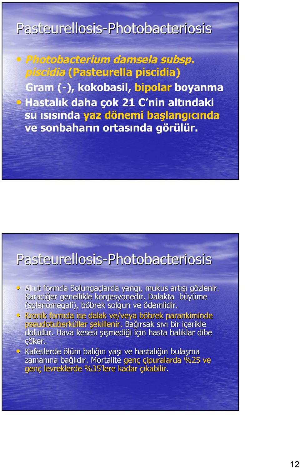 Pasteurellosis-Photobacteriosis Photobacteriosis Akut formda Solungaçlarda larda yangı,, mukus artışı gözlenir. Karaciğer genellikle konjesyonedir.