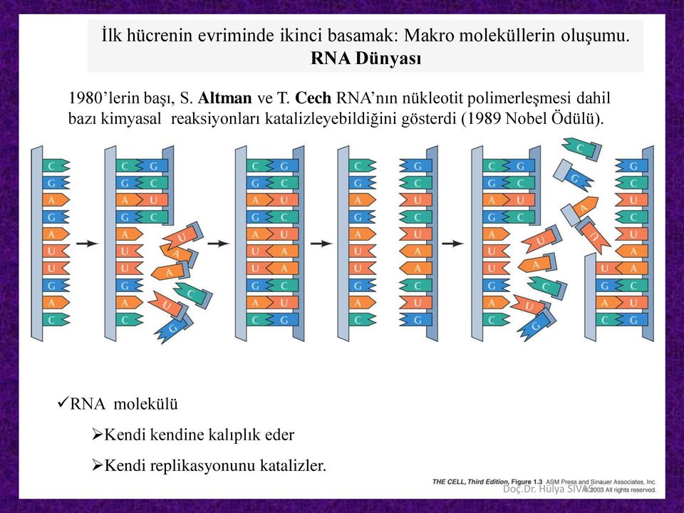 Cech RNA nın nükleotit polimerleşmesi dahil bazı kimyasal reaksiyonları