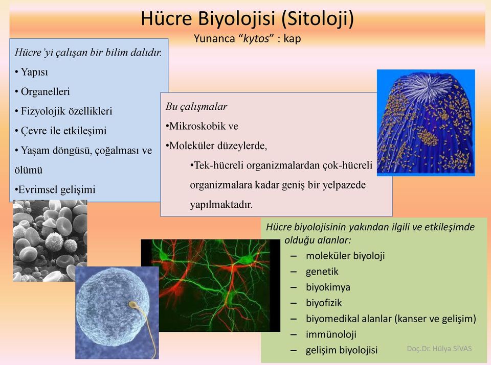 (Sitoloji) Yunanca kytos : kap Bu çalışmalar Mikroskobik ve Moleküler düzeylerde, Tek-hücreli organizmalardan çok-hücreli