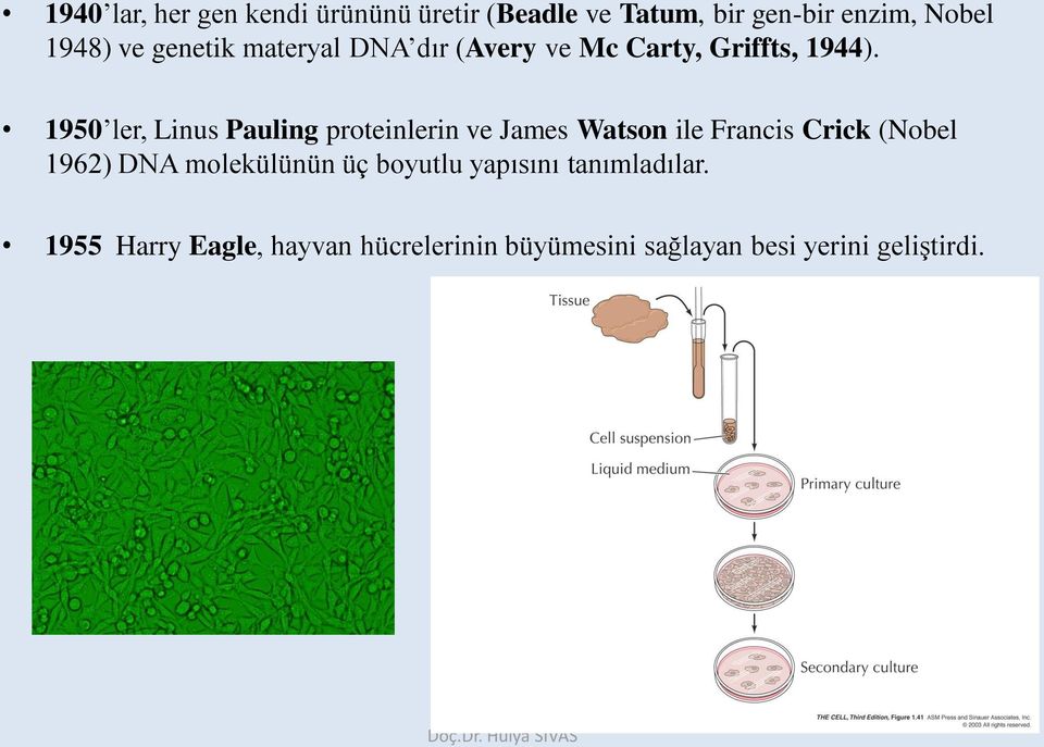 1950 ler, Linus Pauling proteinlerin ve James Watson ile Francis Crick (Nobel 1962) DNA