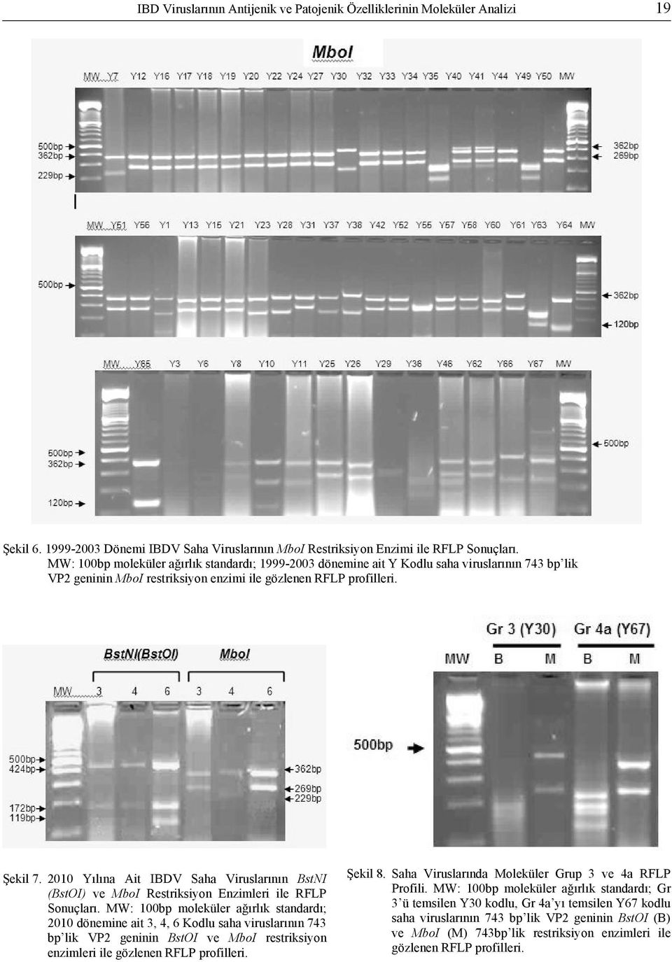 2010 Yılına Ait IBDV Saha Viruslarının BstNI (BstOI) ve MboI Restriksiyon Enzimleri ile RFLP Sonuçları.
