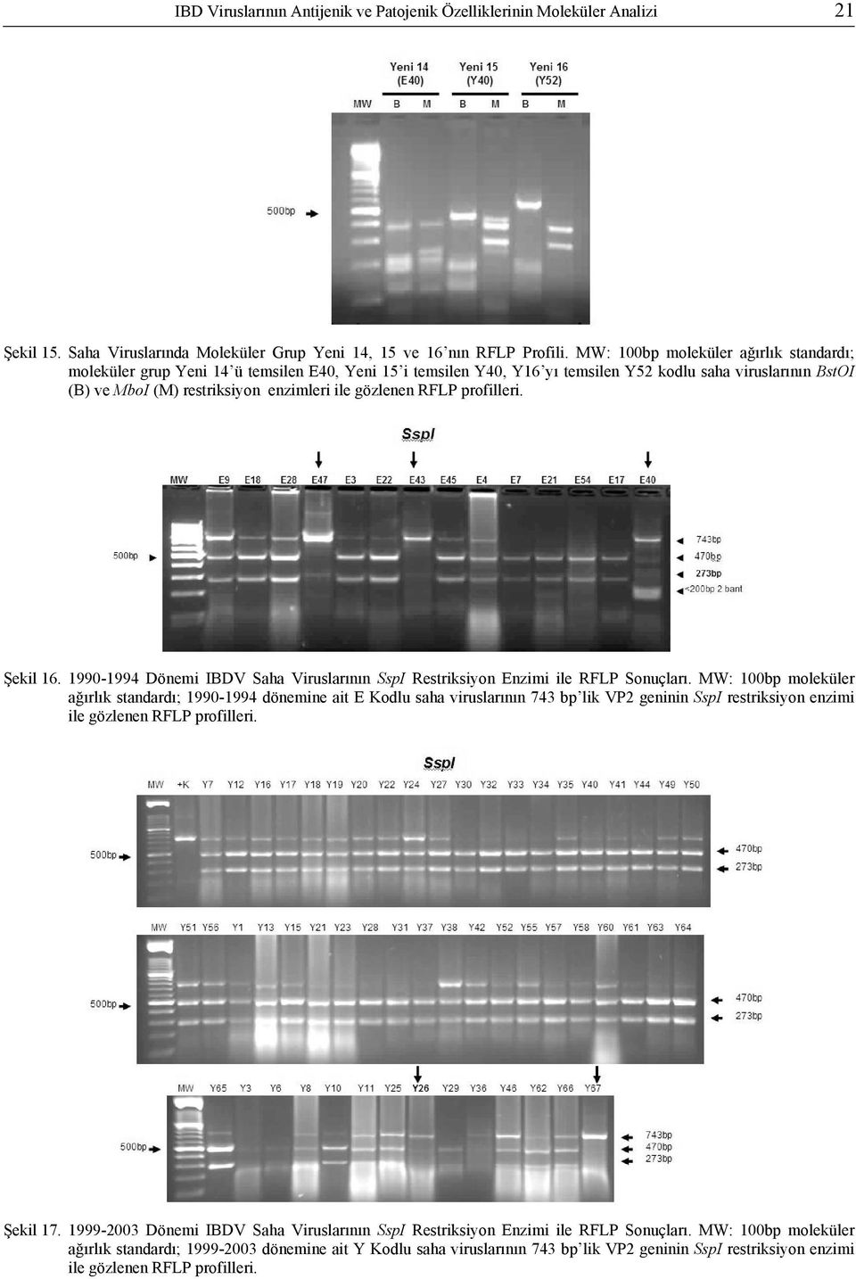 gözlenen RFLP profilleri. Şekil 16. 1990-1994 Dönemi IBDV Saha Viruslarının SspI Restriksiyon Enzimi ile RFLP Sonuçları.