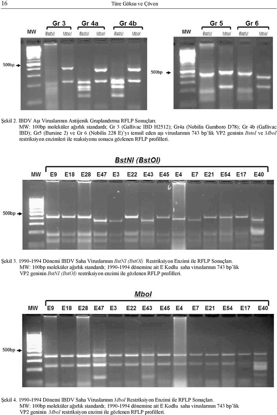 VP2 geninin BstoI ve MboI restriksiyon enzimleri ile reaksiyonu sonucu gözlenen RFLP profilleri. Şekil 3. 1990-1994 Dönemi IBDV Saha Viruslarının BstNI (BstOI) Restriksiyon Enzimi ile RFLP Sonuçları.