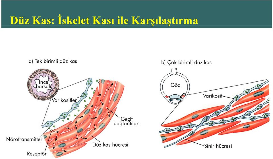 Kası ile