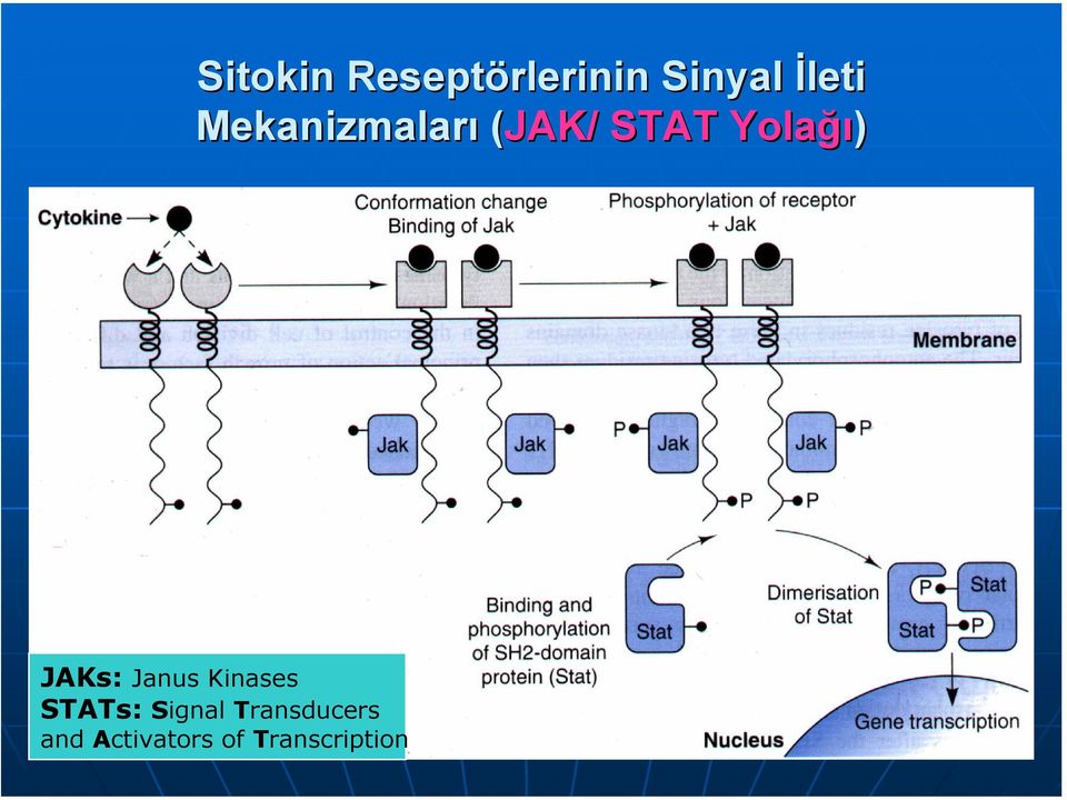 JAKs: Janus Kinases STATs: Signal