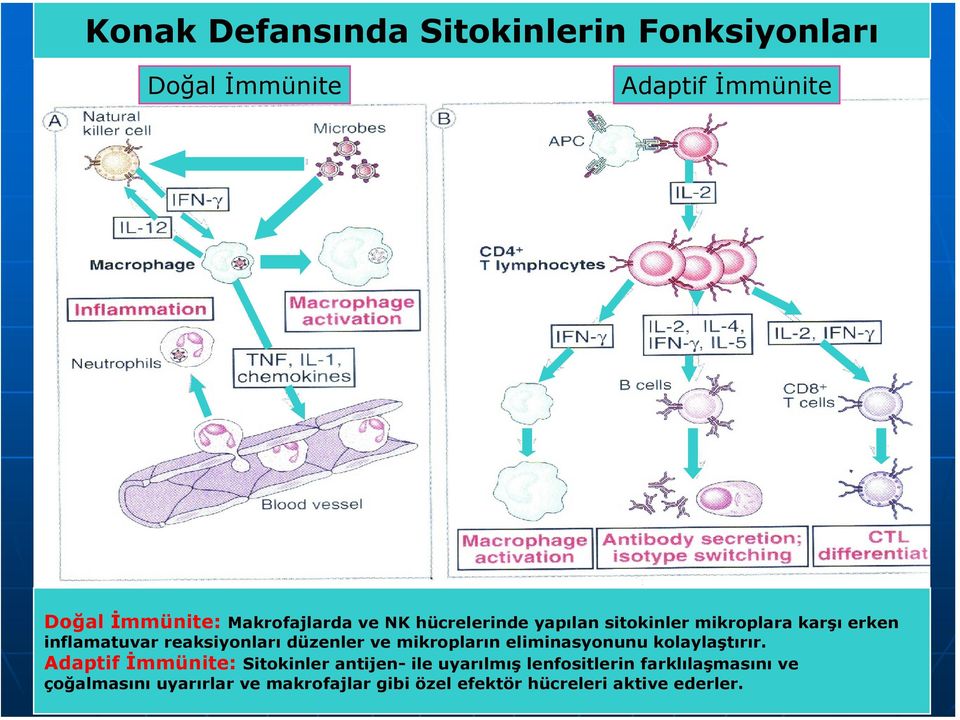 düzenler ve mikropların eliminasyonunu kolaylaştırır.