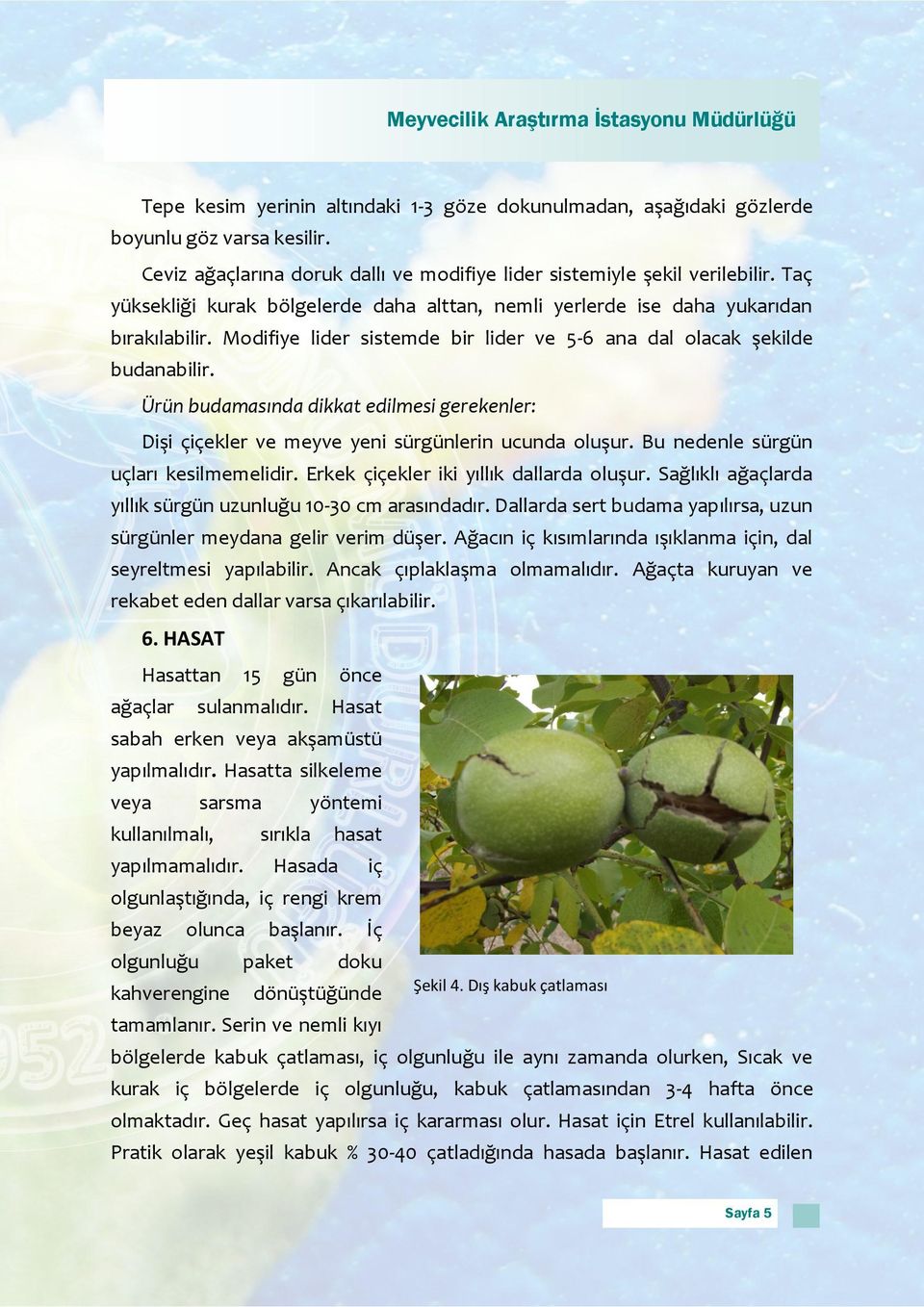 Ürün budamasında dikkat edilmesi gerekenler: Dişi çiçekler ve meyve yeni sürgünlerin ucunda oluşur. Bu nedenle sürgün uçları kesilmemelidir. Erkek çiçekler iki yıllık dallarda oluşur.