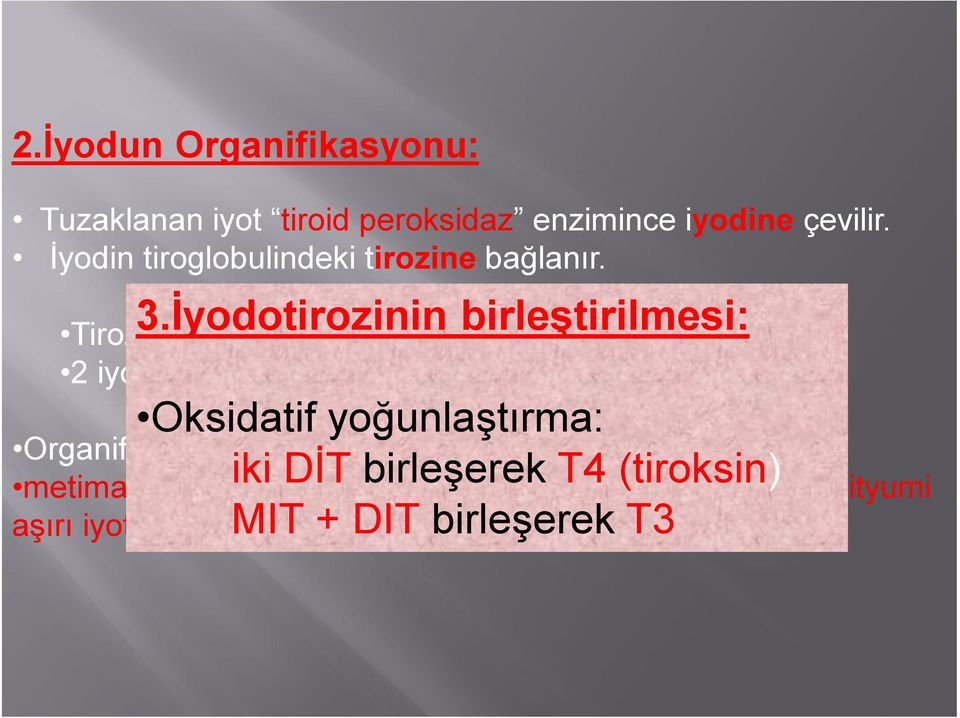 İyodotirozinin birleştirilmesi: Tirozine bir iyodin bağlanınca monoiyodotirozin (MİT), 2 iyodin bağlanınca diiyodotirozin