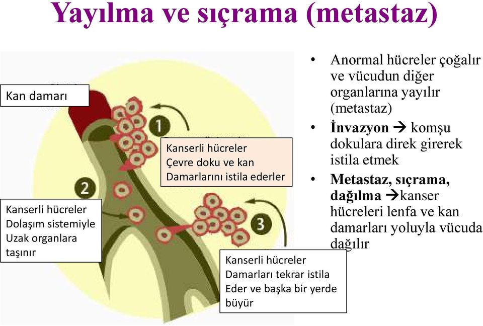 bir yerde büyür Anormal hücreler çoğalır ve vücudun diğer organlarına yayılır (metastaz) İnvazyon komşu dokulara