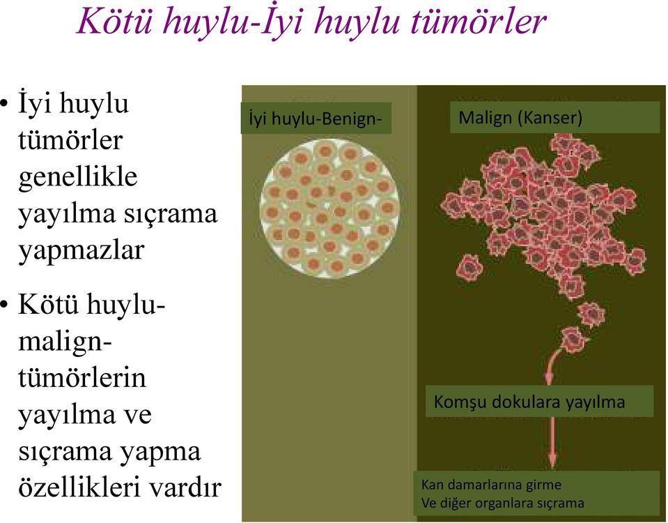 sıçrama yapma özellikleri vardır İyi huylu-benign- Malign