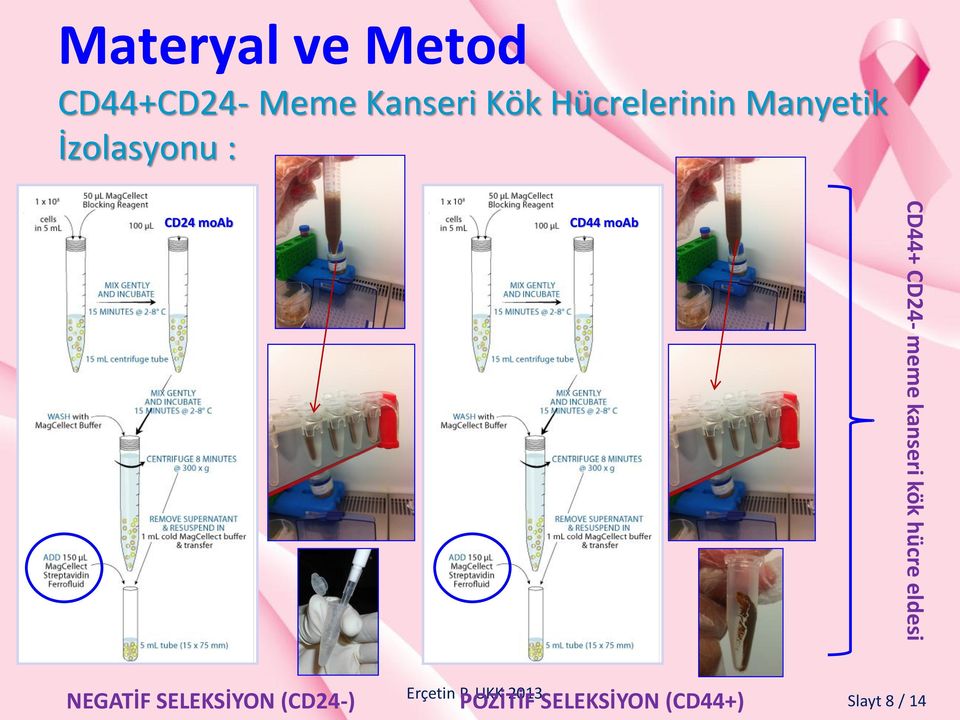 moab CD44+ CD24- meme kanseri kök hücre eldesi