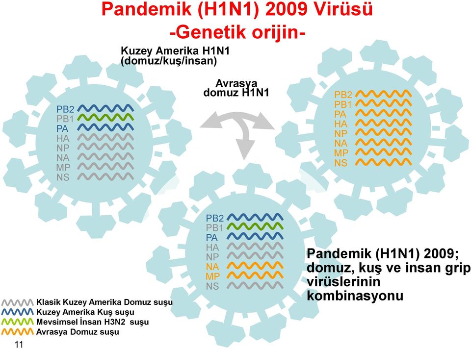 Amerika Domuz suģu Kuzey Amerika KuĢ suģu Mevsimsel Ġnsan H3N2 suģu Avrasya Domuz suģu