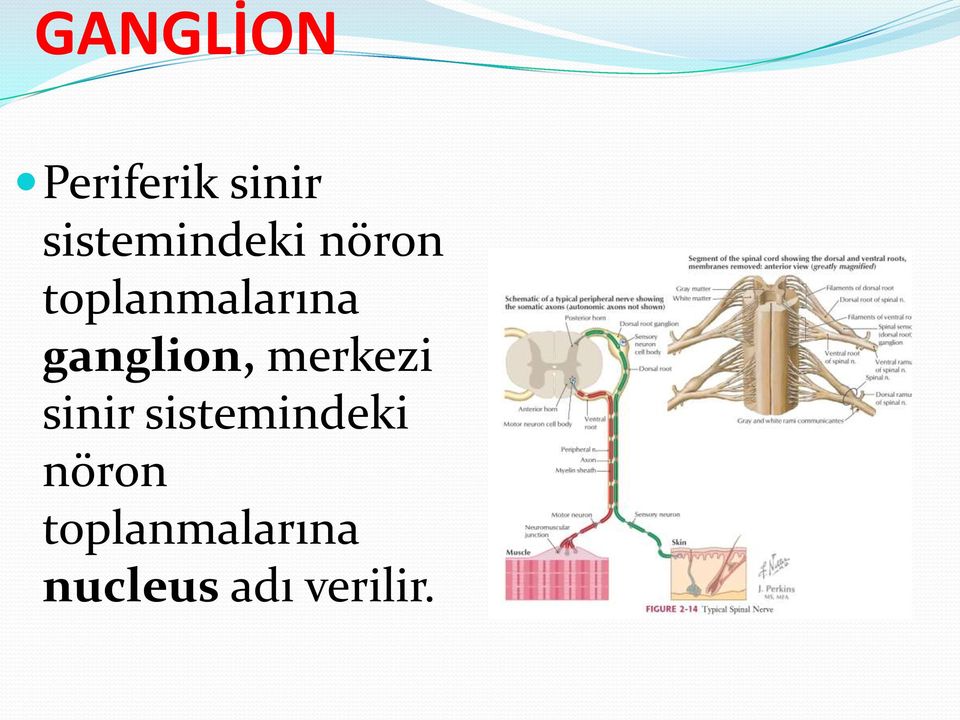 ganglion, merkezi sinir  nucleus