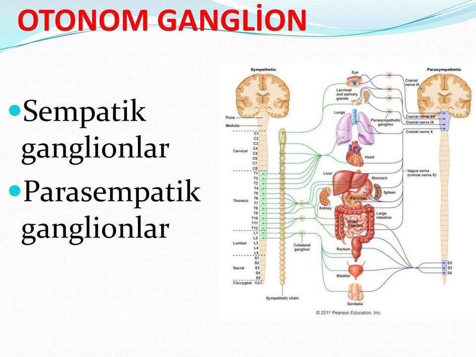 ganglionlar