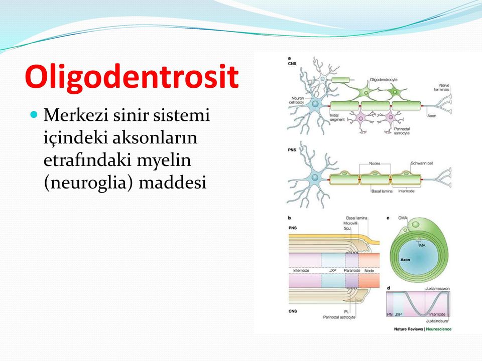 aksonların etrafındaki