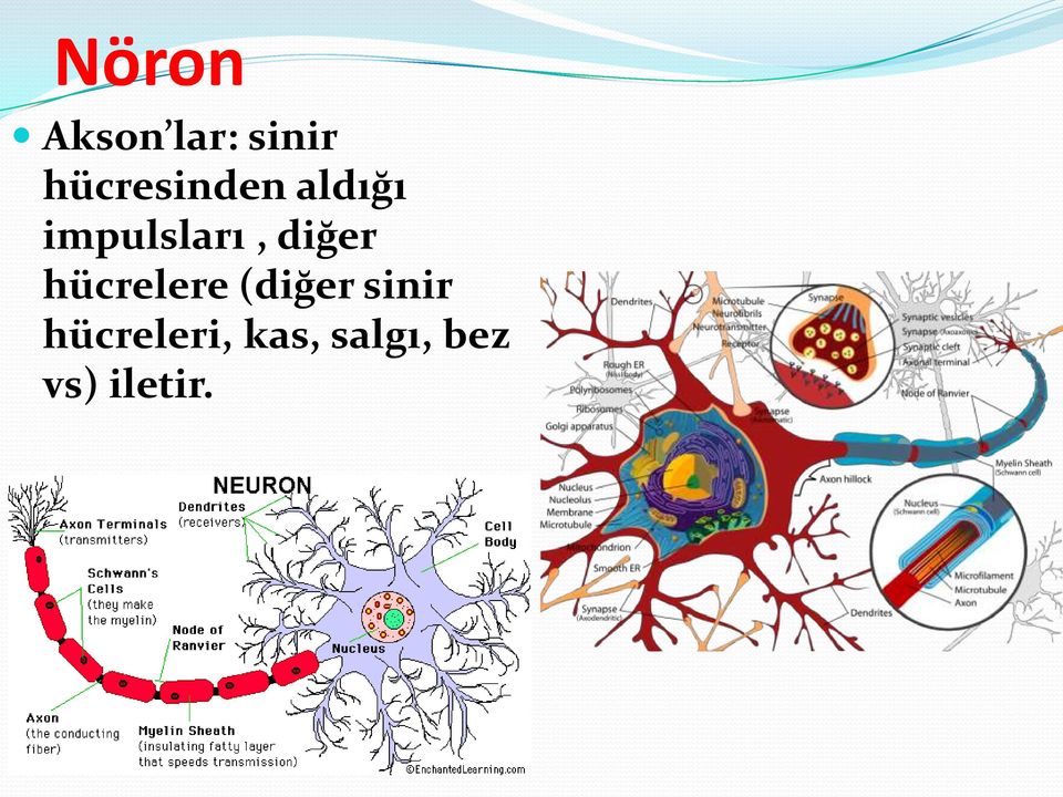 diğer hücrelere (diğer sinir