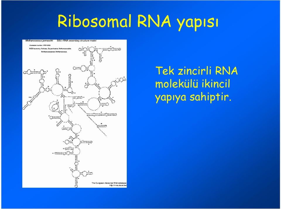 zincirli RNA