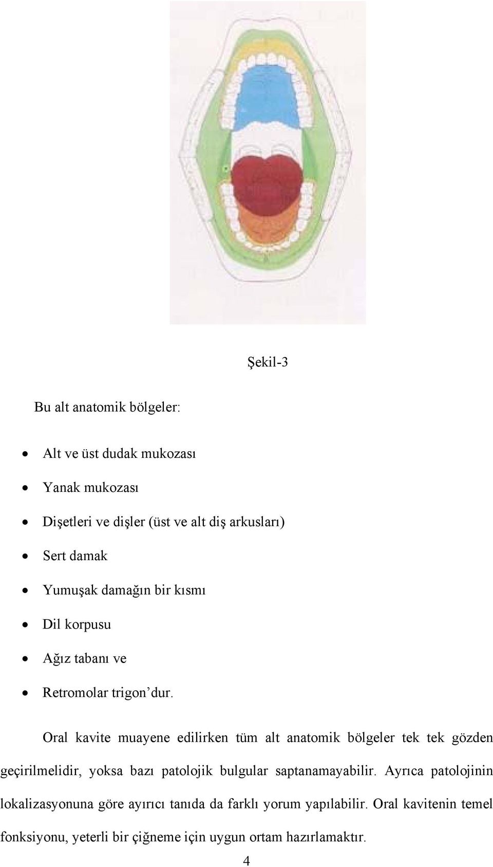 Oral kavite muayene edilirken tüm alt anatomik bölgeler tek tek gözden geçirilmelidir, yoksa bazı patolojik bulgular