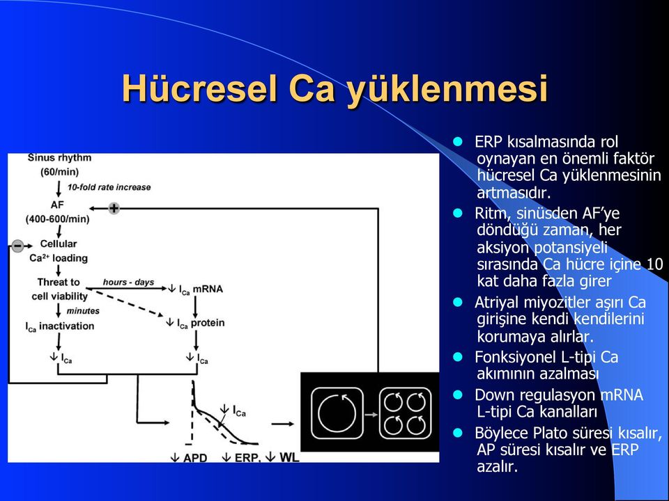 girer Atriyal miyozitler aşırı Ca girişine kendi kendilerini korumaya alırlar.