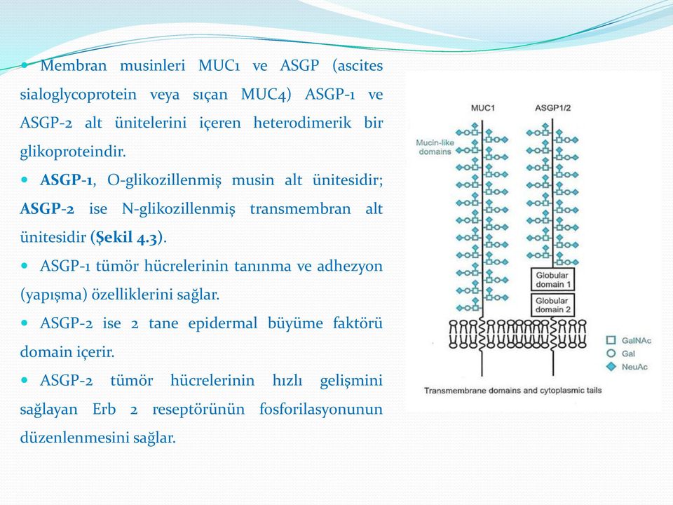 ASGP-1, O-glikozillenmiş musin alt ünitesidir; ASGP-2 ise N-glikozillenmiş transmembran alt ünitesidir (Şekil 4.3).