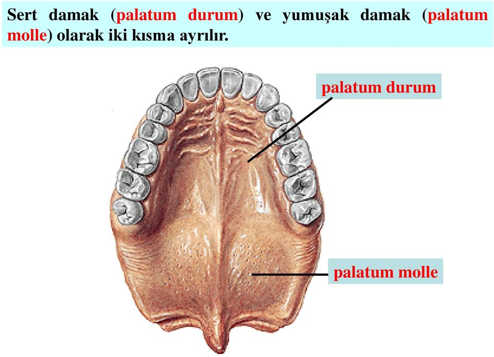 molle) olarak iki kısma