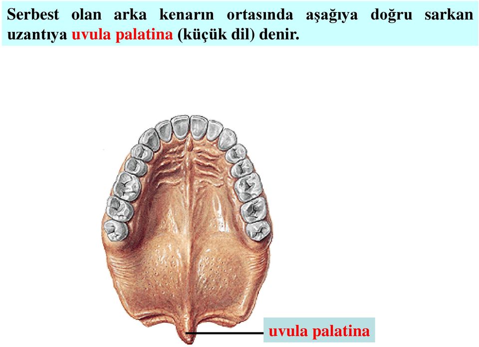 sarkan uzantıya uvula