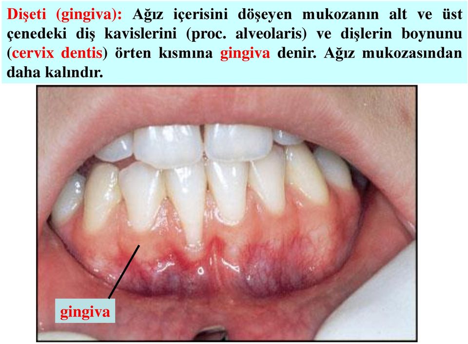 alveolaris) ve dişlerin boynunu (cervix dentis)