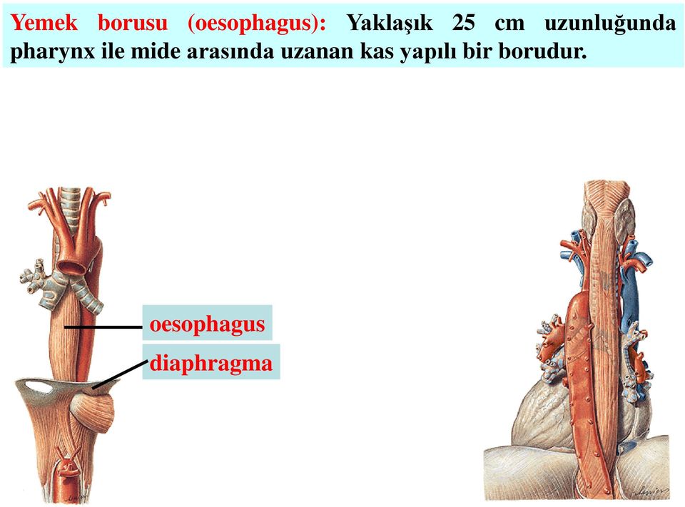 pharynx ile mide arasında uzanan