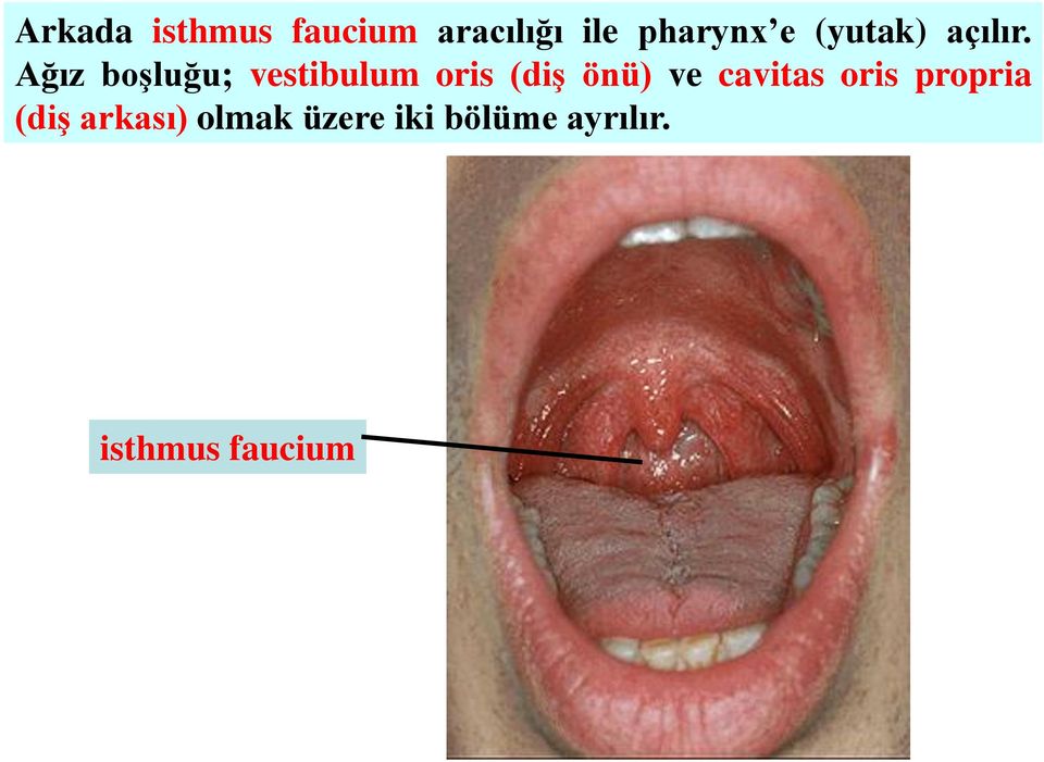 Ağız boşluğu; vestibulum oris (diş önü) ve
