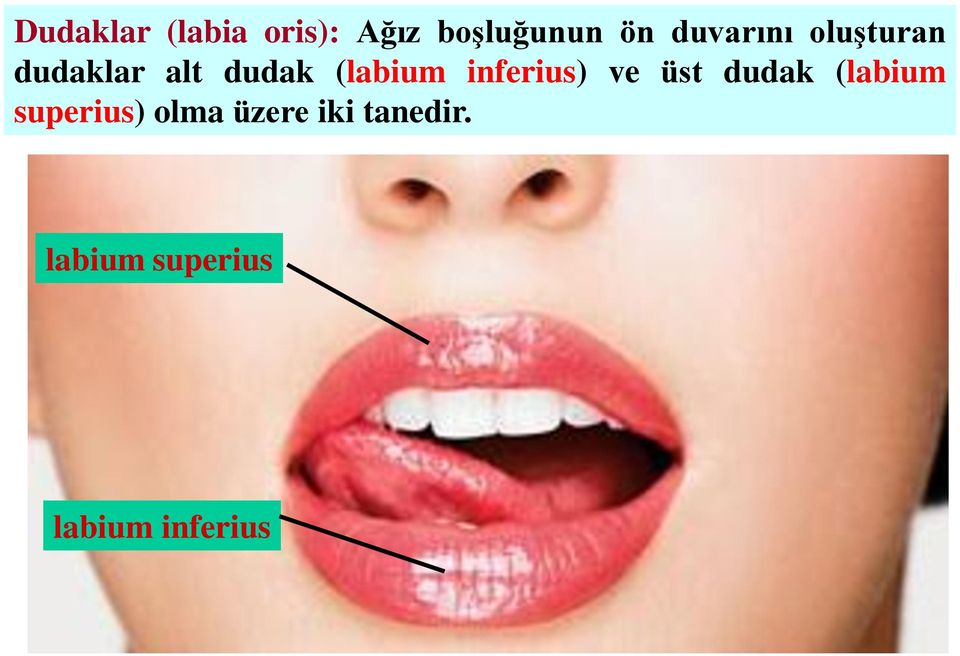 inferius) ve üst dudak (labium superius) olma