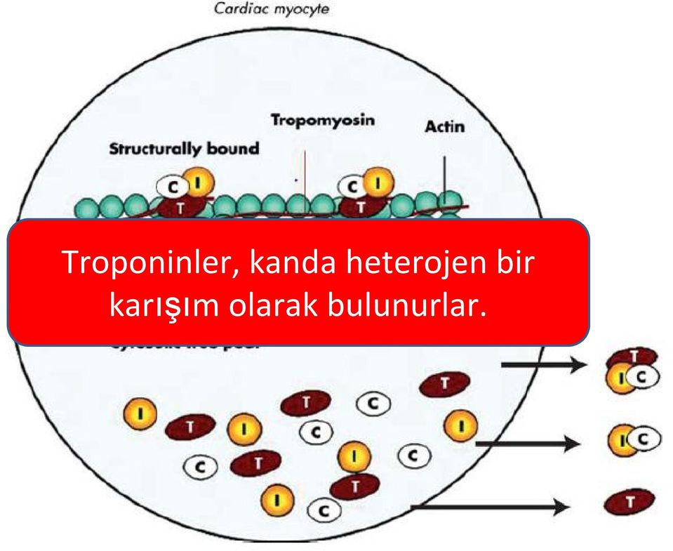 heterojen bir