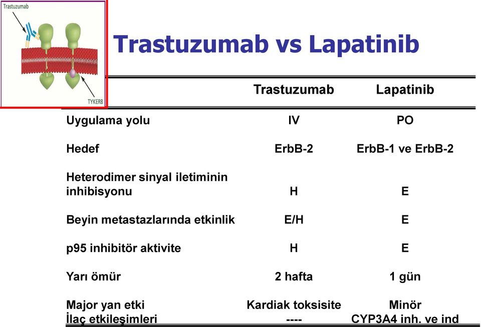 metastazlarında etkinlik E/H E p95 inhibitör aktivite H E Yarı ömür 2 hafta 1