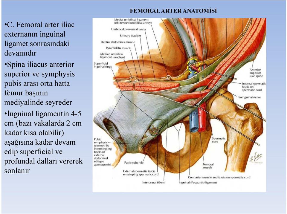 anterior superior ve symphysis pubis arası orta hatta femur başının mediyalinde