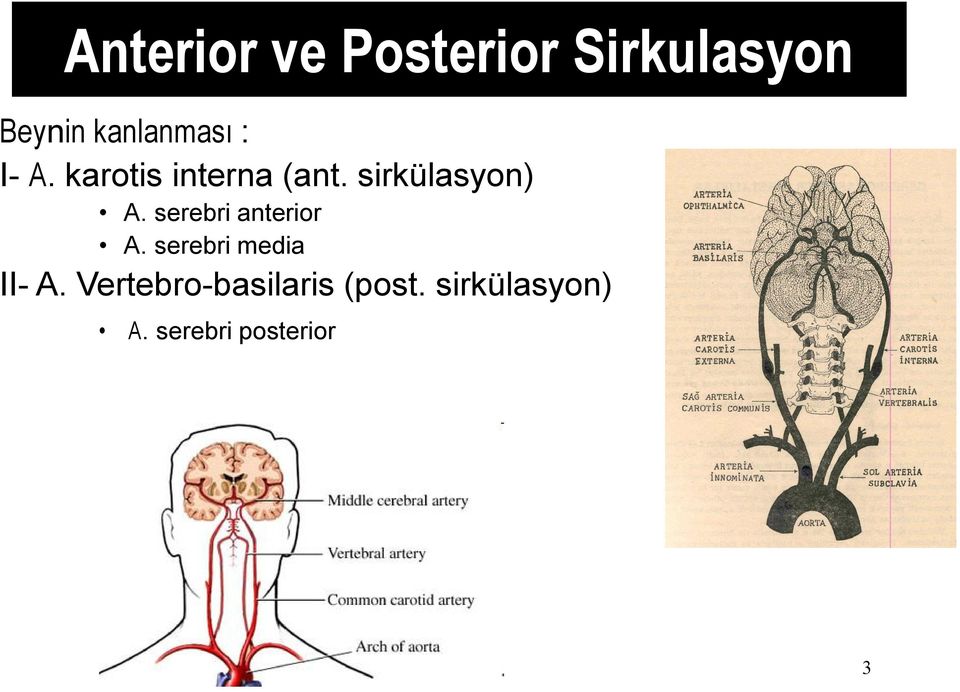 sirkülasyon) A. serebri anterior A.