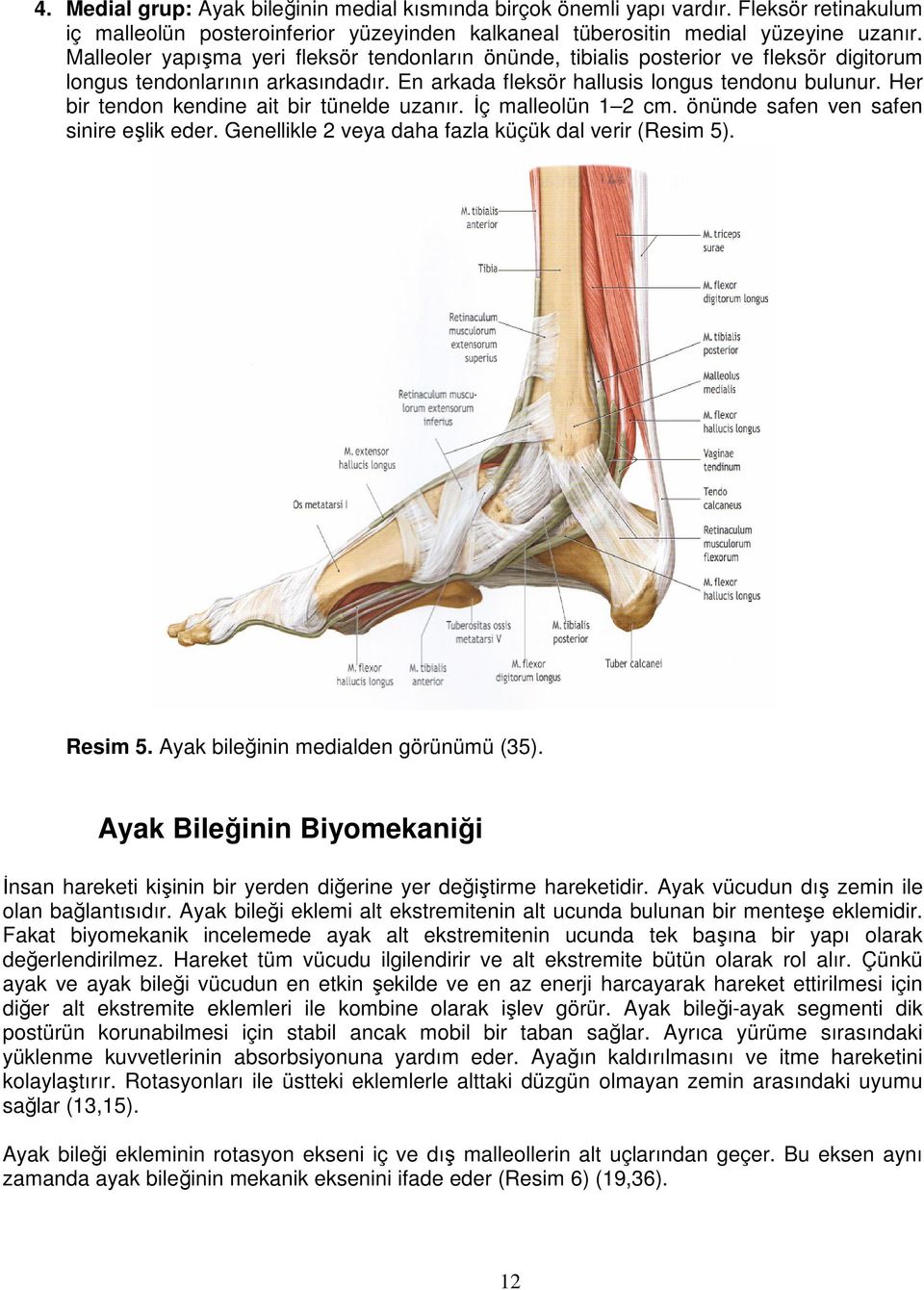 Her bir tendon kendine ait bir tünelde uzanır. İç malleolün 1 2 cm. önünde safen ven safen sinire eşlik eder. Genellikle 2 veya daha fazla küçük dal verir (Resim 5). Resim 5.