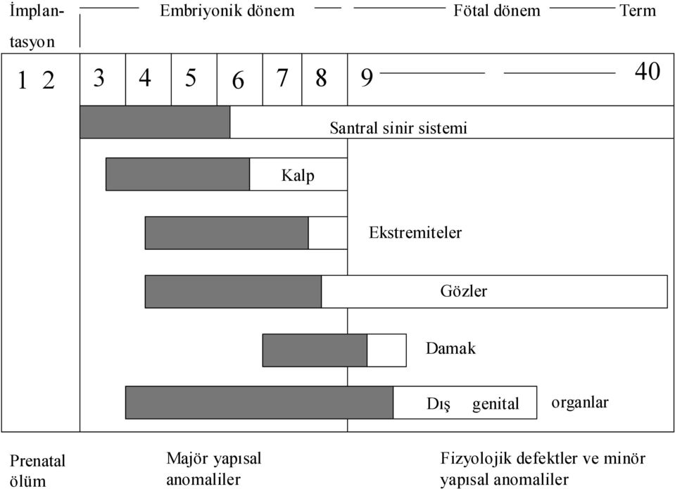 Gözler Damak Dış genital organlar Prenatal ölüm Majör