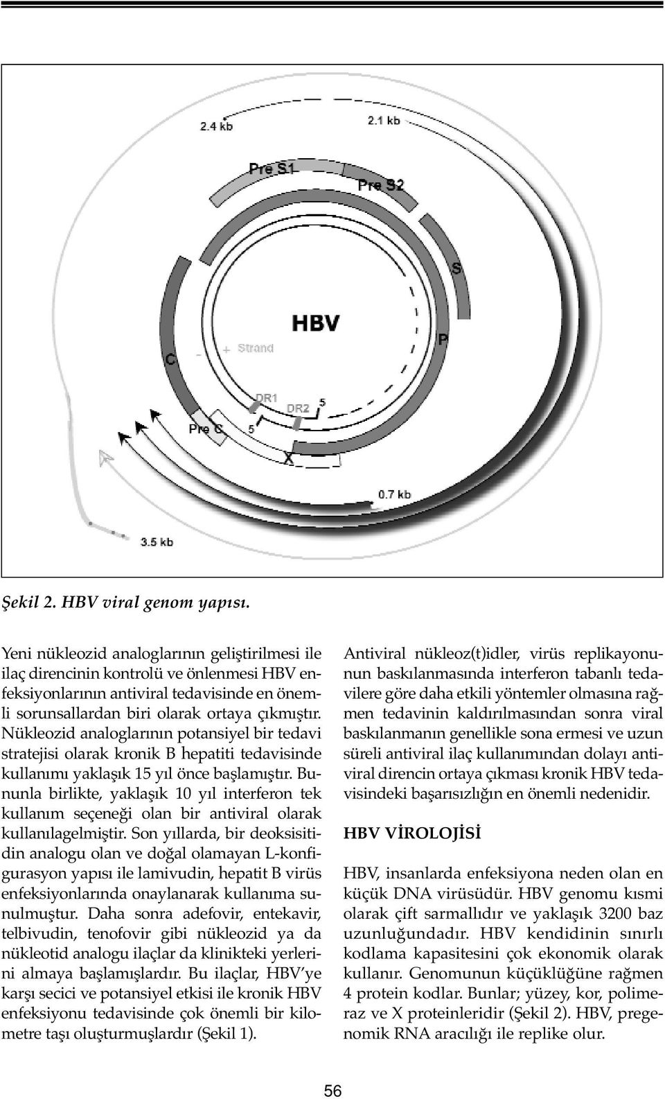 Nükleozid analoglarının potansiyel bir tedavi stratejisi olarak kronik B hepatiti tedavisinde kullanımı yaklaşık 15 yıl önce başlamıştır.