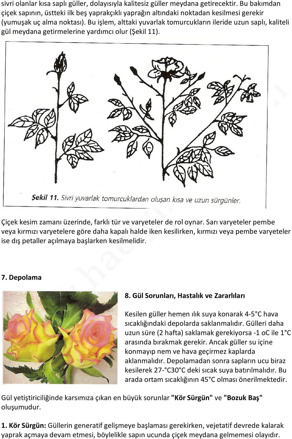 Bu işlem, alttaki yuvarlak tomurcukların ileride uzun saplı, kaliteli gül meydana getirmelerine yardımcı olur (Şekil 11). Çiçek kesim zamanı üzerinde, farklı tür ve varyeteler de rol oynar.
