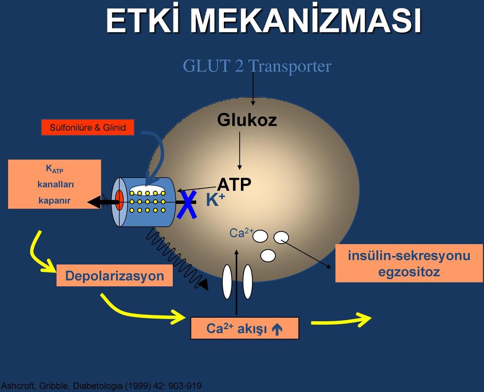 Depolarizasyon insülin-sekresyonu egzositoz Ca 2+