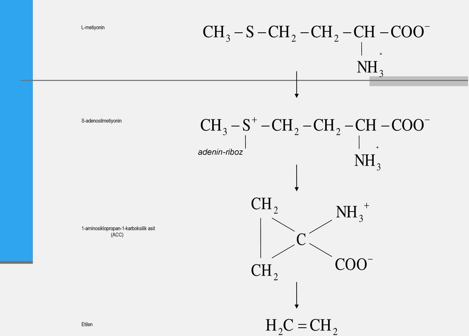 adenin-riboz + NH 3 CH 2 NH 3