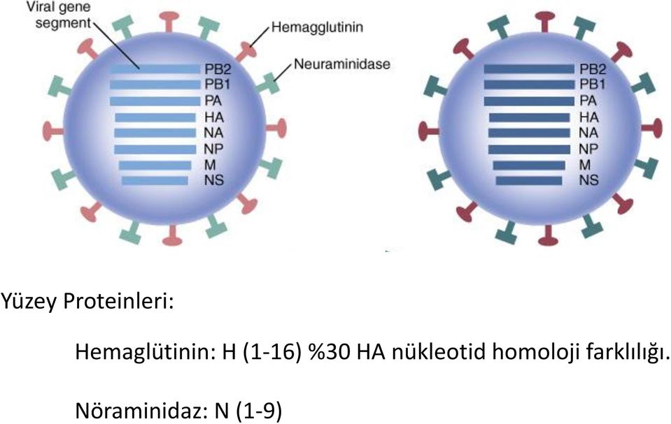 %30 HA nükleotid homoloji
