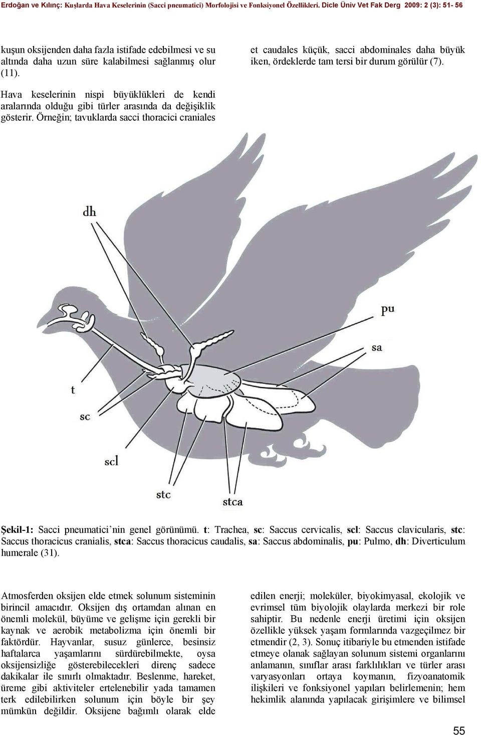 Hava keselerinin nispi büyüklükleri de kendi aralarında olduğu gibi türler arasında da değişiklik gösterir. Örneğin; tavuklarda sacci thoracici craniales Şekil-1: Sacci pneumatici nin genel görünümü.