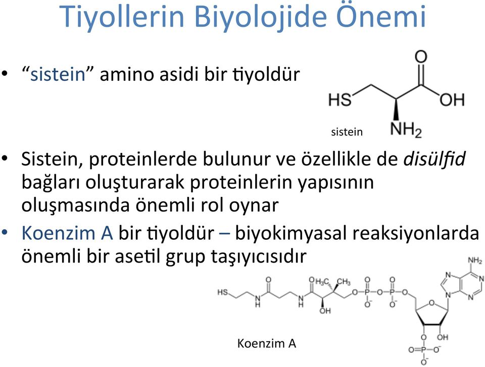 oluşturarak proteinlerin yapısının oluşmasında önemli rol oynar Koenzim