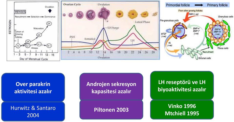 azalır Piltonen 2003 LH reseptörü ve LH