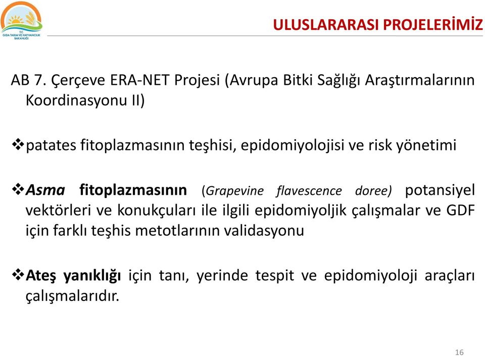 teşhisi, epidomiyolojisi ve risk yönetimi Asma fitoplazmasının (Grapevine flavescence doree) potansiyel