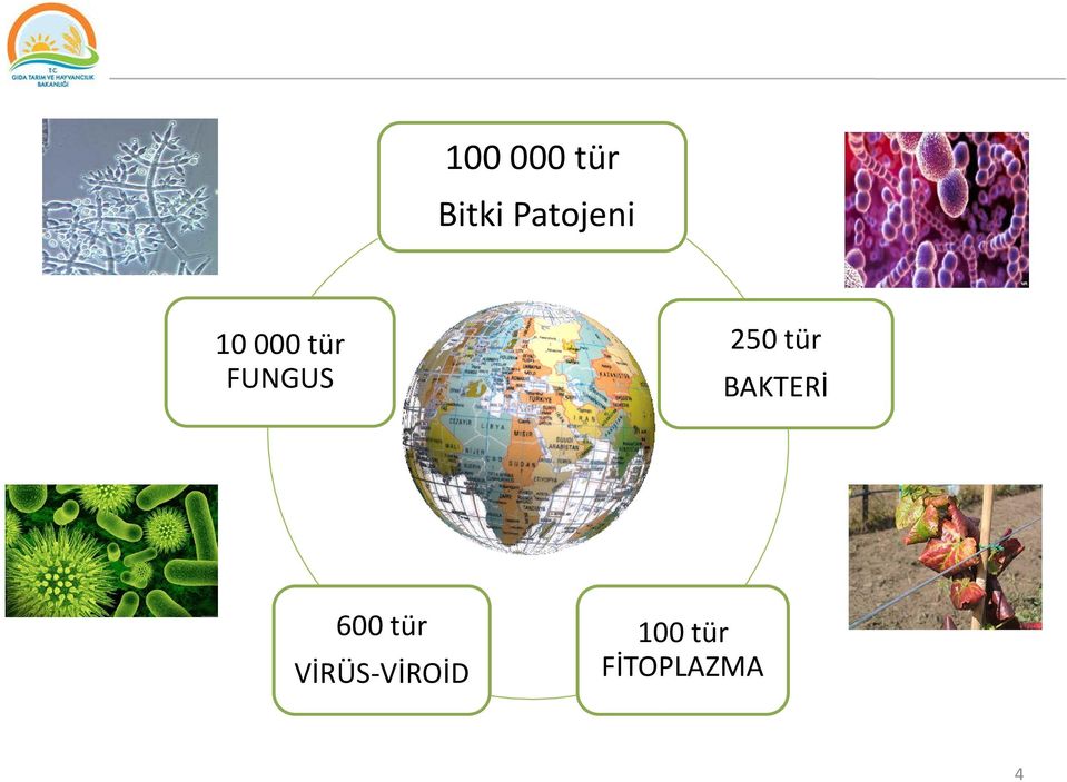 FUNGUS 250 tür BAKTERİ