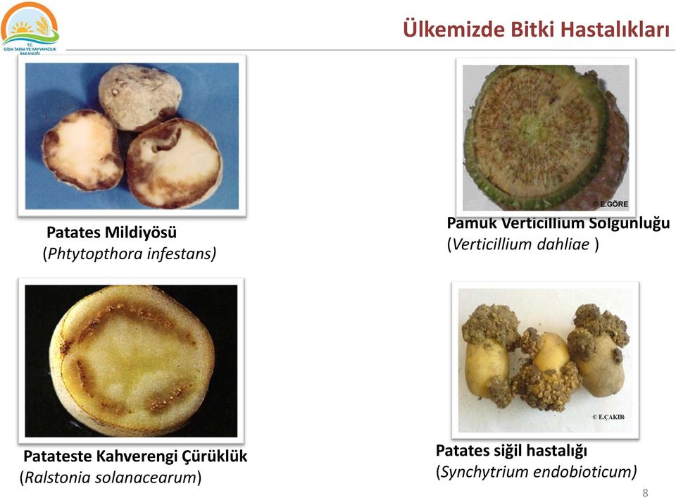 (Verticillium dahliae ) Patateste Kahverengi Çürüklük