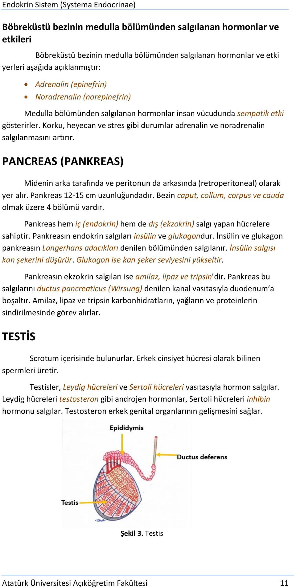 PANCREAS (PANKREAS) Midenin arka tarafında ve peritonun da arkasında (retroperitoneal) olarak yer alır. Pankreas 12-15 cm uzunluğundadır.
